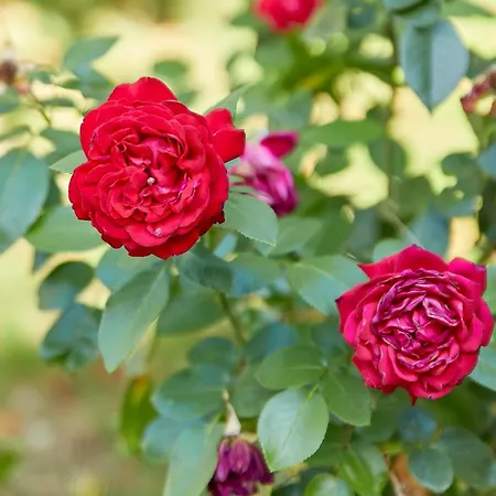 Haus Am Moselufer - Eg 아파트