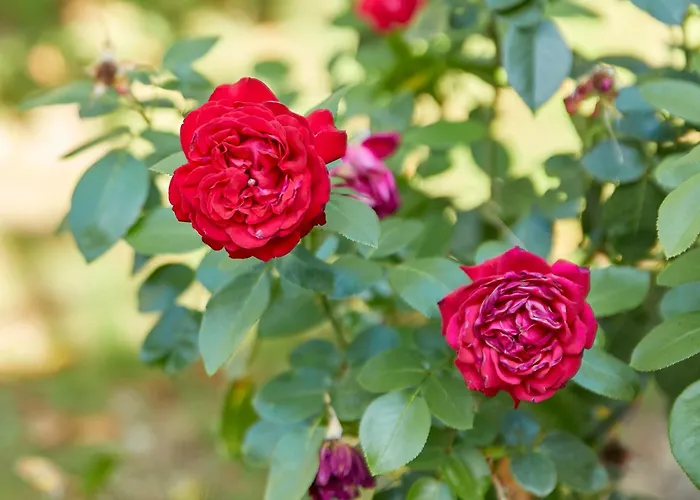 Haus Am Moselufer - Eg Apartamento